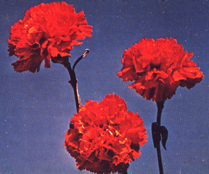 RedCarnation